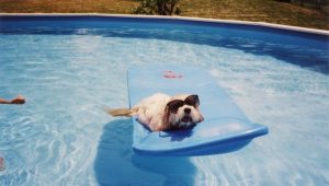 summer-safety-dogs-1-e1556227397600