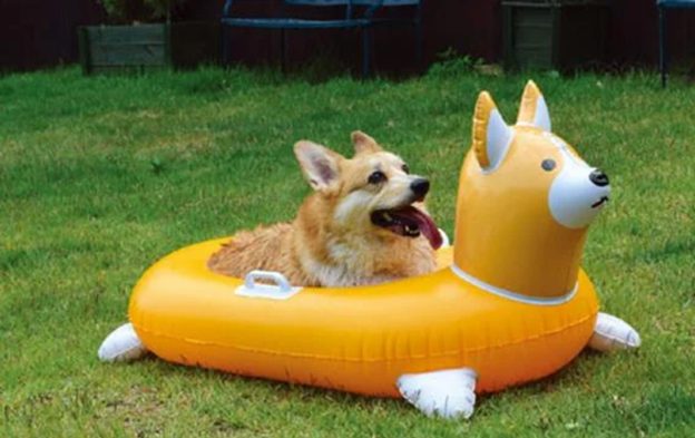 corgi
