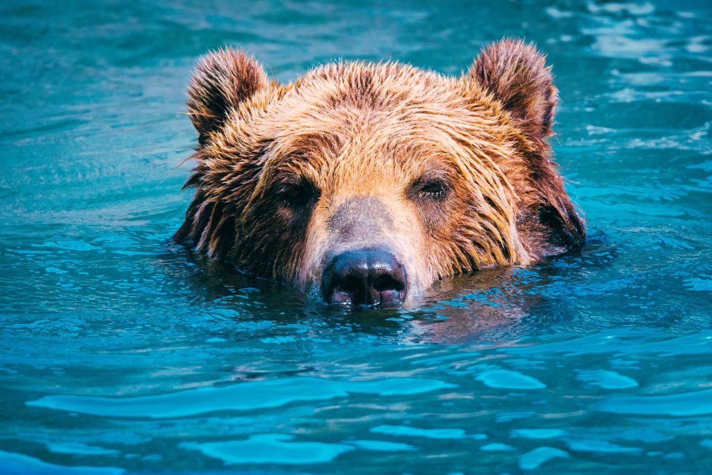 Brown bear peaks head out of blue waters.