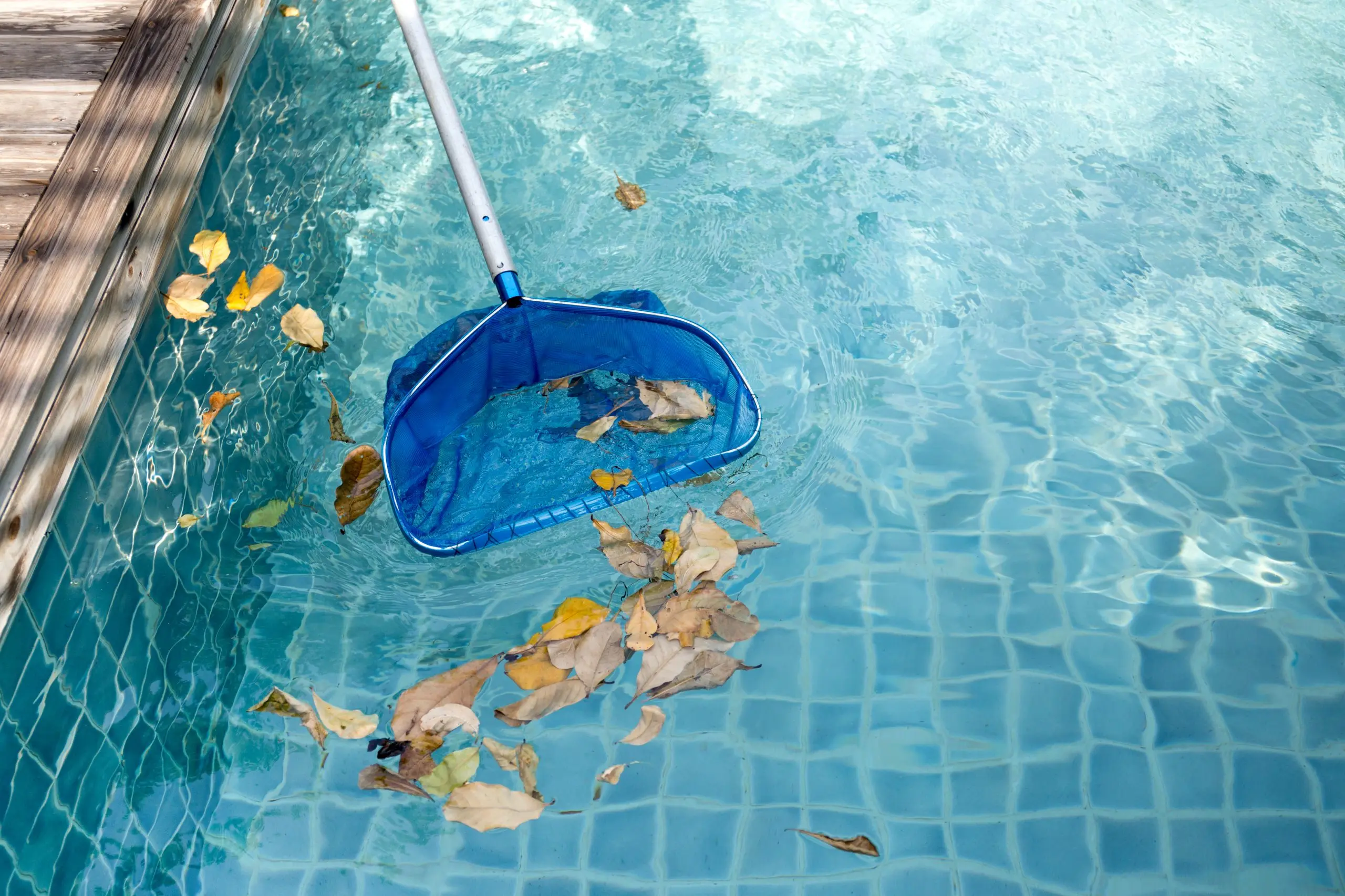 Cleaning swimming pool of fallen leaves with blue skimmer Pool skimmer picking up leaves