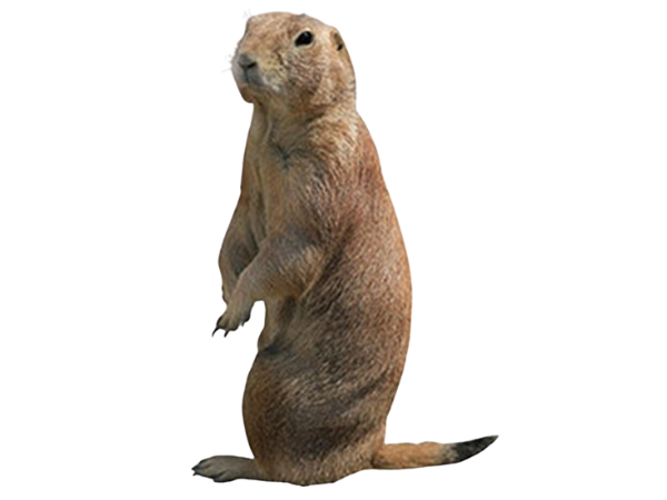 Prairie Dog Prairie dog looks sheepishly at the camera.