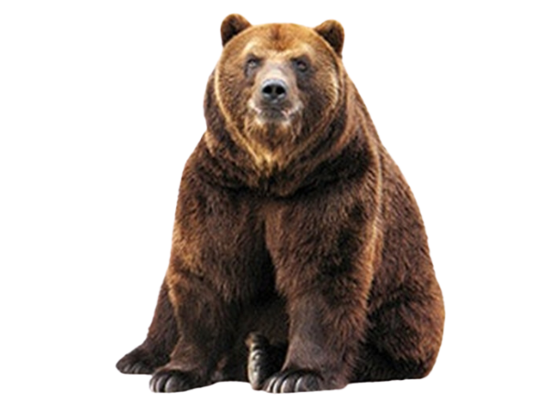 Bear A big brown bear sits on its bum and looks at the camera.