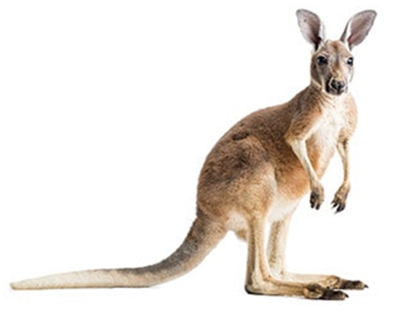 Kangaroo Kangaroo with a long tail looks at the camera with a transparent background