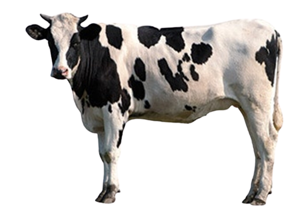 Cow A white cow with black spots turns head toward the camera.