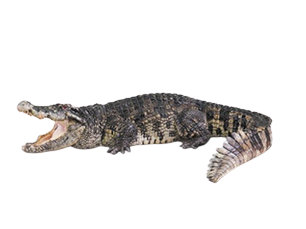 Alligator An alligator with its mouth open and tail curled.