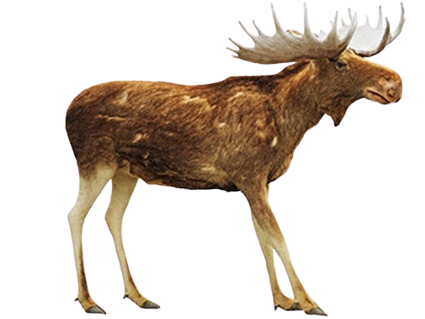 Moose Side shot of a brown moose pointing its head to the right